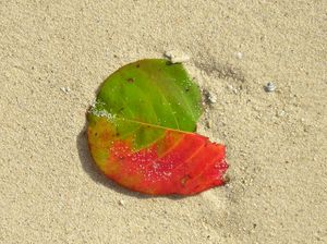Leaf in the Sand