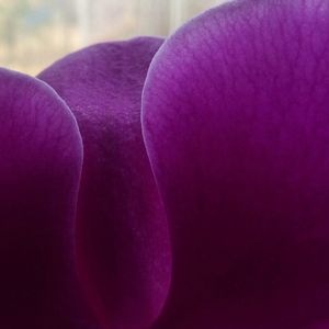 wild flower 6