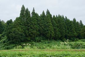 ‘Reclaimed by Nature or Man’, trees  clustered together like micro island.