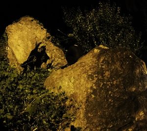 Trees, rocks and a body