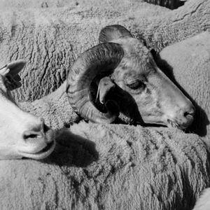 Sheep look stressed
