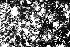 Fall