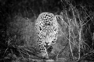Hunting