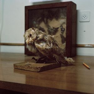 Taxidermy bird, work room