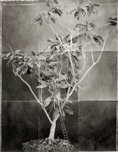 Magnolia (White Ladder)