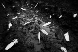 Feathers on the ground / Russia, Samara, 2013