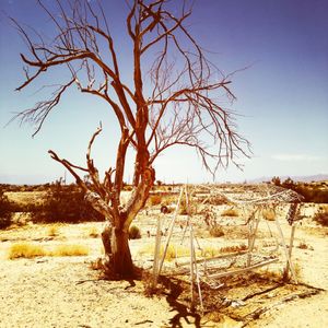 Desert Tree