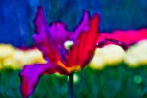 Flower color 05