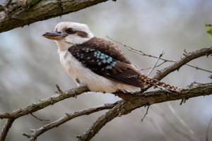 KOOKABURRA