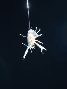 The Hanging Lobster