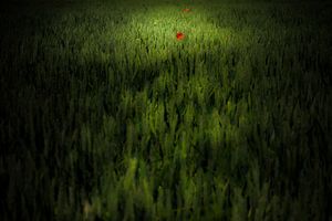 Il confine del colore rosso