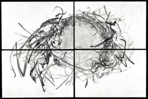 Nest VIII, 2012                                         24"h x 36"w x 1.5"d                                         archival pigment prints & encaustic on panels                                                    © Christa Bowden