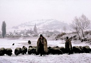 Shepherds and blackened sheep, Copsa Mica, Romania 1989