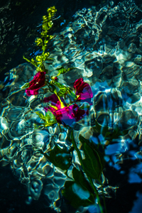 Alcea