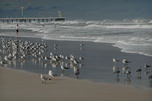 Surf with Birds