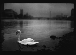 Untitled (Swan Thames), 2013