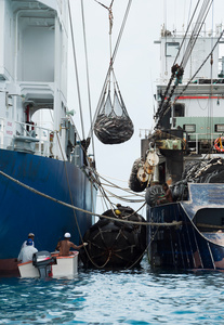 Impact of overfishing #07