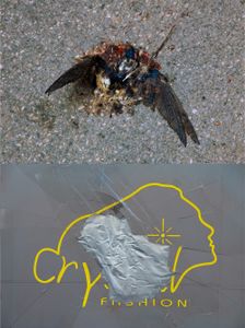Bird-Cry