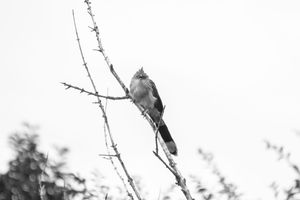 Fauna de Buenos Aires