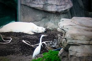 CAPTIVITY
