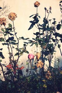 roses