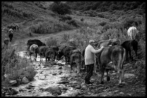 The cows are led to the mountain pastures.