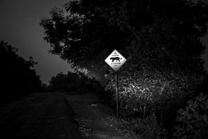 Human & Tiger Conflict