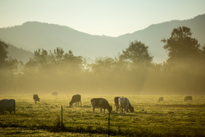 Dairy farm, Tillamook County