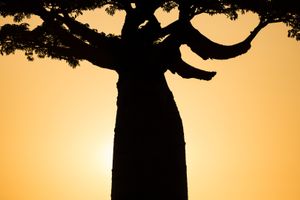 Baobab Sunset ©Albert Normandin