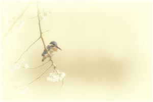 Cherry blossoms and the kingfisher