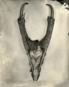 Muntiacus Deer