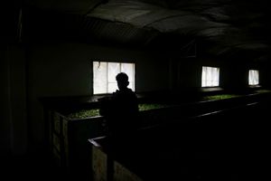 Factory worker laying out the freshly plucked tea on the withering  troughs.