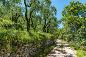 olive trees at garda lake