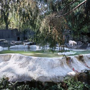 Polar Bear