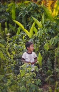 The abundance of the rainforest: traditional agroforestry in Montes Azules.