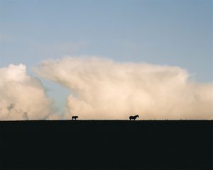 Two Horses, Haytor Down