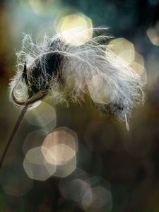 Entangled