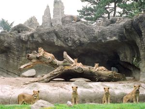 Seven Lionesses in Hamburg© Ignacio Evangelista