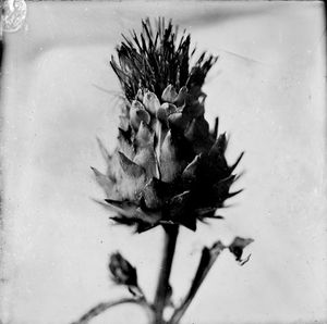 Thistle