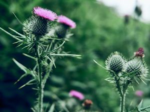 Thistle, Stiring