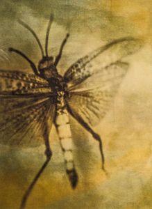 © Wendi Schneider "Grasshopper II"
