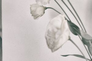WHITE [ABSENCE]