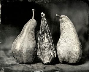 Bear Gallbladder with Bosc Pears