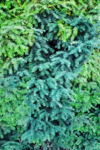 Evergreen Self-Portrait