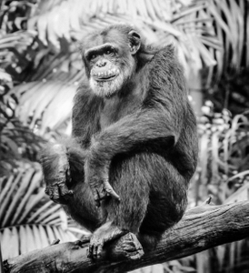 THE THINKING CHIMPANZEE - BW