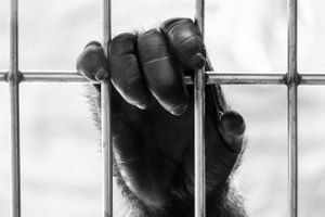 Caged