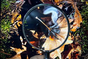 This is not a Magnifier Photo.