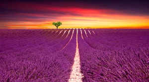 Lavender Fields Provence