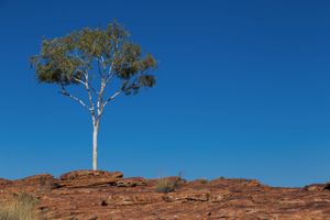 Lone tree on stone soil in Red Center, Australia