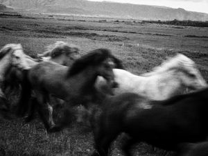 Stampede